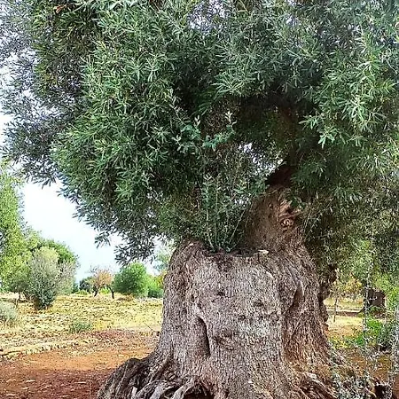 Casa de Férias Dimora San Francesco